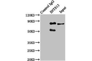 anti-Integrator Complex Subunit 13 (INTS13) (AA 573-706) antibody