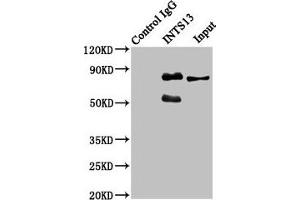 Immunoprecipitating INTS13 in Hela whole cell lysate Lane 1: Rabbit control IgG instead of ABIN7156405 in Hela whole cell lysate. (Integrator Complex Subunit 13 (INTS13) (AA 573-706) antibody)
