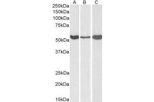 ABIN2561028 (0. (ALDH1A1 antibody  (C-Term))