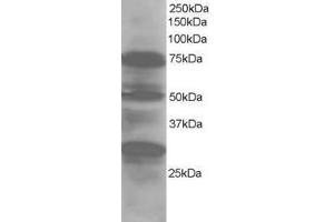 Image no. 1 for anti-LIM Domain 7 (LMO7) (AA 554-565) antibody (ABIN290107) (LMO7 antibody  (AA 554-565))