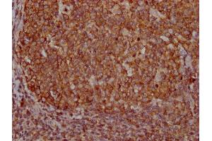 IHC image of ABIN7166916 diluted at 1:400 and staining in paraffin-embedded human tonsil tissue performed on a Leica BondTM system. (PKM antibody  (AA 2-531))
