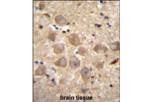 PCDHAC2 Antibody immunohistochemistry analysis in formalin fixed and paraffin embedded human brain tissue followed by peroxidase conjugation of the secondary antibody and DAB staining.