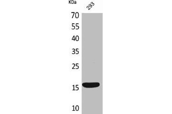 Persephin antibody  (C-Term)