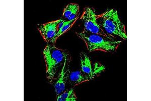 Immunofluorescence analysis of HeLa cells using PRDM1 mouse mAb (green). (PRDM1 antibody  (AA 690-825))