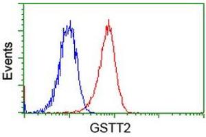 Image no. 2 for anti-Glutathione S-Transferase theta 2 (GSTT2) antibody (ABIN1498557)