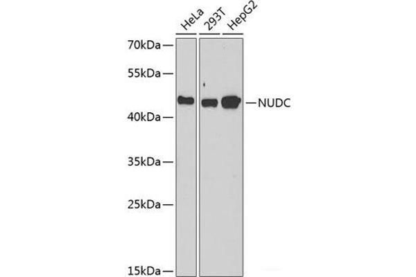 NUDC antibody