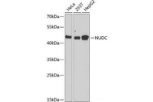 Western blot analysis of extracts of various cell lines using NUDC Polyclonal Antibody at dilution of 1:1000. (NUDC antibody)