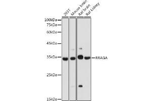 Western blot analysis of extracts of various cell lines, using RRAGA antibody (ABIN7269878) at 1:1000 dilution. (RRAGA antibody  (AA 1-160))