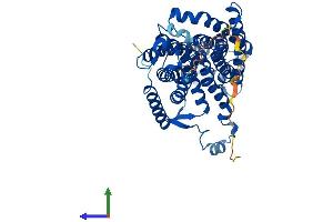 AlphaFold protein structure predicition of Human Recombinant RHCG Protein, UniprotID Q9UBD6 (RHCG Protein (AA 1-479) (His tag))