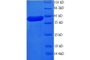 SDS-PAGE (SDS) image for Programmed Cell Death 6 (PDCD6) (AA 1-191), (full length) protein (GST tag) (ABIN4975666)