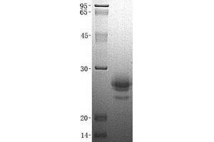 Validation with Western Blot (CST7 Protein)