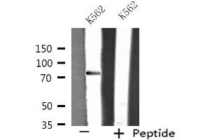 Western blot analysis of extracts from K562 cells, using RIN1 antibody. (RIN1 antibody  (C-Term))