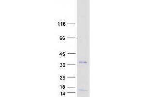 Validation with Western Blot (OLIG3 Protein (Myc-DYKDDDDK Tag))