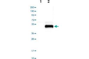 Western blot analysis of Lane 1: Negative control (vector only transfected HEK293T lysate), Lane 2: Over-expression lysate (Co-expressed with a C-terminal myc-DDK tag (~3.