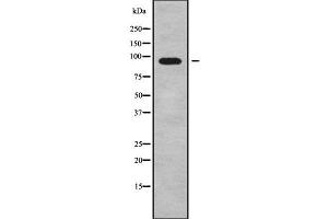 Western blot analysis of ADAM29 using COLO205 whole cell lysates