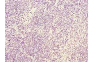 Immunohistochemistry of paraffin-embedded human thymus tissue using ABIN7161944 at dilution of 1:100 (NFYB antibody  (AA 1-207))
