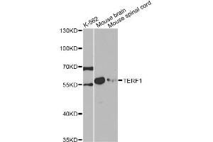 Western blot analysis of extracts of various cell lines, using TERF1 antibody.
