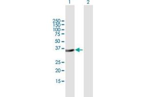 Western Blot analysis of MSX2 expression in transfected 293T cell line by MSX2 MaxPab polyclonal antibody.