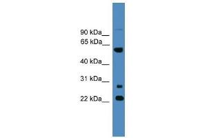 MNS1 antibody used at 0.