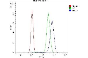 Flow Cytometry analysis of SiHa cells using anti-Cytokeratin 14 antibody (ABIN4886653). (KRT14 antibody  (C-Term))