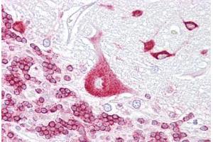 Anti-PURA antibody IHC staining of human brain, cerebellum. (PURA antibody  (AA 108-157))