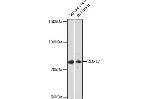 Western blot analysis of extracts of various cell lines, using DDX17 Rabbit mAb (ABIN7266688) at 1:1000 dilution. (DDX17 antibody)