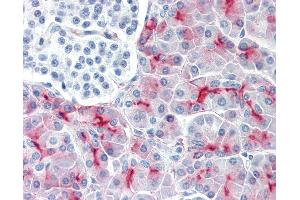 Anti-MUC1 antibody IHC of human pancreas. (MUC1 antibody  (FITC))