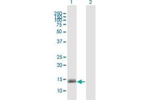 GPR157 antibody  (AA 1-155)