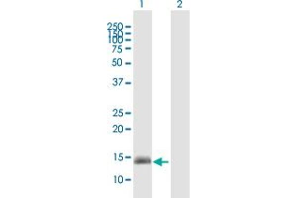 GPR157 antibody  (AA 1-155)