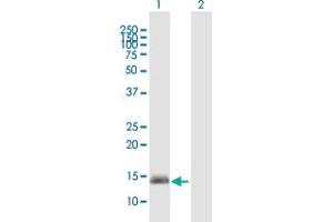 Western Blot analysis of GPR157 expression in transfected 293T cell line by GPR157 MaxPab polyclonal antibody. (GPR157 antibody  (AA 1-155))