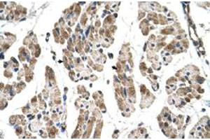 Immunohistochemical staining (Formalin-fixed paraffin-embedded sections) of human muscle with ITGB1BP2 polyclonal antibody  at 4-8 ug/mL working concentration. (ITGB1BP2 antibody  (N-Term))