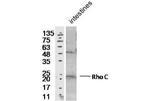 Mouse intesting lysates probed with Rabbit Anti-RhoC Polyclonal Antibody, Unconjugated  at 1:300 overnight at 4˚C.