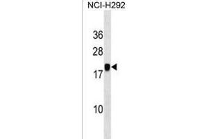 PGSF1 Antibody (Center) (ABIN1538190 and ABIN2850275) western blot analysis in NCI- cell line lysates (35 μg/lane). (MIR7-3HG antibody  (AA 26-54))