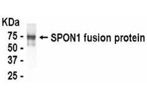 Western Blotting (WB) image for anti-Spondin 1 (SPON1) (AA 549-807) antibody (ABIN2467891) (SPON1 antibody  (AA 549-807))