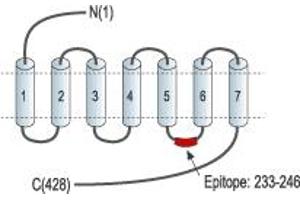 Representative domain view of the target of ABIN7885529.