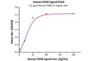 Immobilized Human CD40, Fc Tag (HPLC-verified) (Cat# CD0-H5253) at 2 μg/mL (100 μl/well) can bind Human CD40 Ligand, His Tag (Cat# CDL-H5140 ) with a linear range of 5-50 ng/mL. (CD40 Protein (CD40) (AA 21-193) (Fc Tag))