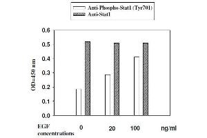 Image no. 3 for Signal Transducer and Activator of Transcription 1, 91kDa (STAT1) ELISA Kit (ABIN1981837)