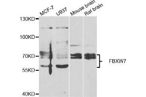Western blot analysis of extracts of various cell lines, using FBXW7 antibody.