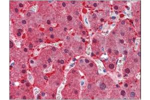 Immunohistochemistry Image: Human Liver: Formalin-Fixed, Paraffin-Embedded (FFPE) (ASS1 antibody  (Internal Region))