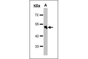Western blot: Sample (30 µg of whole cell lysate). (alpha 1 Adrenergic Receptor antibody  (AA 206-270))