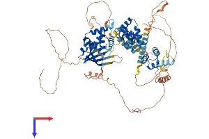 SATB1 Protein (AA 1-763) (His tag)