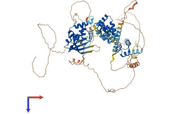 SATB1 Protein (AA 1-763) (His tag)