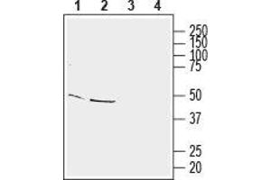 Western blot analysis of mouse brain membranes (lanes 1 and 3) and rat brain lysate (lanes 2 and 4): - 1,2. (HOMER3 antibody  (Intracellular))