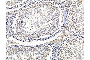 ABIN7096436 and ABIN7100500 at 1/100 staining rat testis tissue by IHC-P. (TMCO3 antibody)
