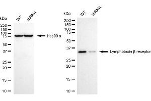 Western blotting analysis using lymphotoxin beta receptor antibody (ABIN7799297).
