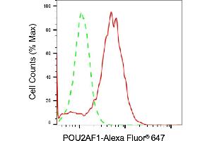 anti-POU Class 2 Associating Factor 1 (POU2AF1) antibody