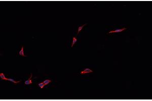 ABIN6279215 staining HepG2? (KCNMB1 antibody)