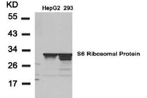 Image no. 3 for anti-Ribosomal Protein S6 (RPS6) (AA 233-237) antibody (ABIN197470) (RPS6 antibody  (AA 233-237))