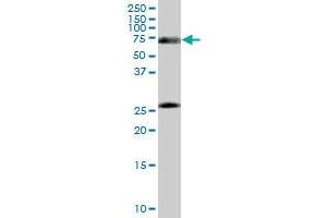RXRA monoclonal antibody (M16), clone 4H8. (Retinoid X Receptor alpha antibody  (AA 1-165))