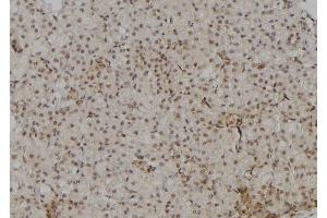 ABIN6277090 at 1/100 staining Rat kidney tissue by IHC-P. (POLR2A/RPB1 antibody  (Internal Region))